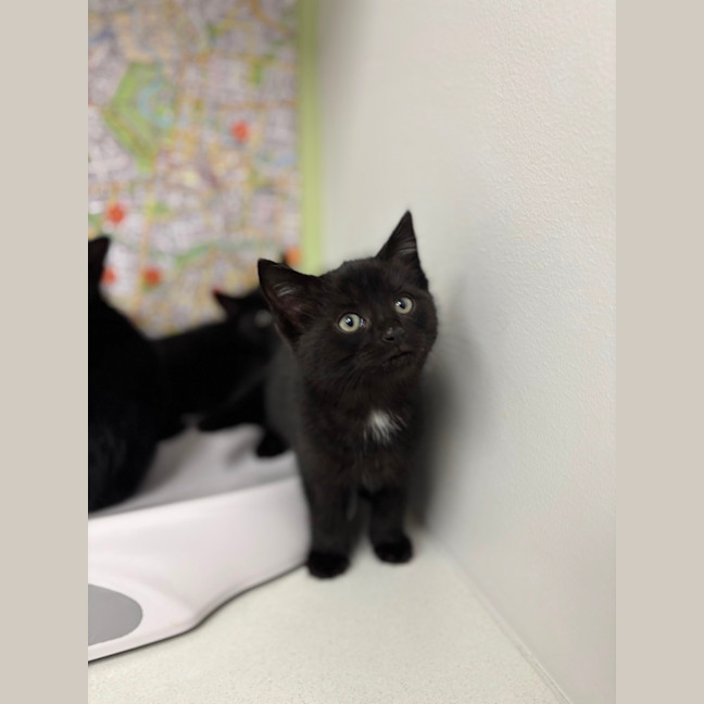 Photo of Midnight