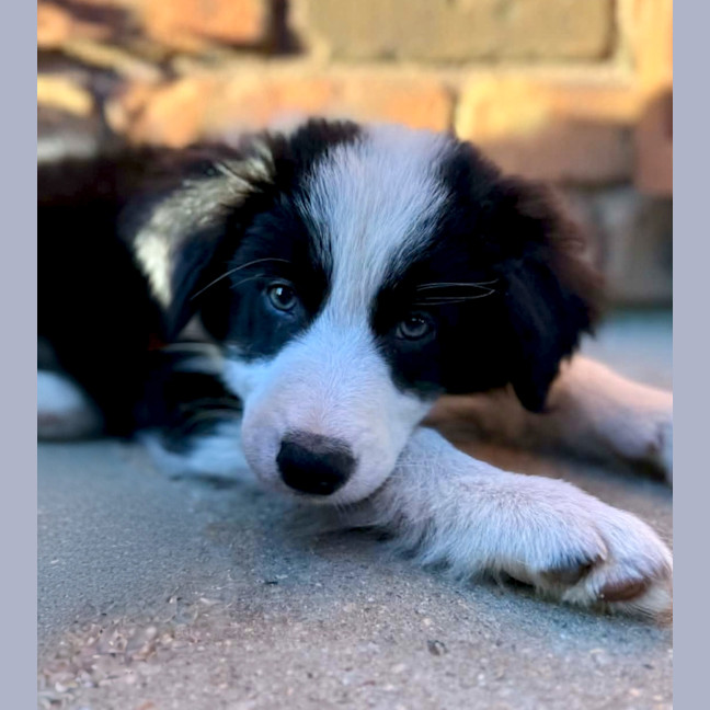 Photo of Bandit / Schouten