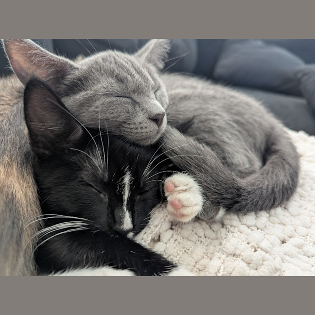 Photo of Nyx