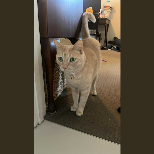 Photo of Tazzie