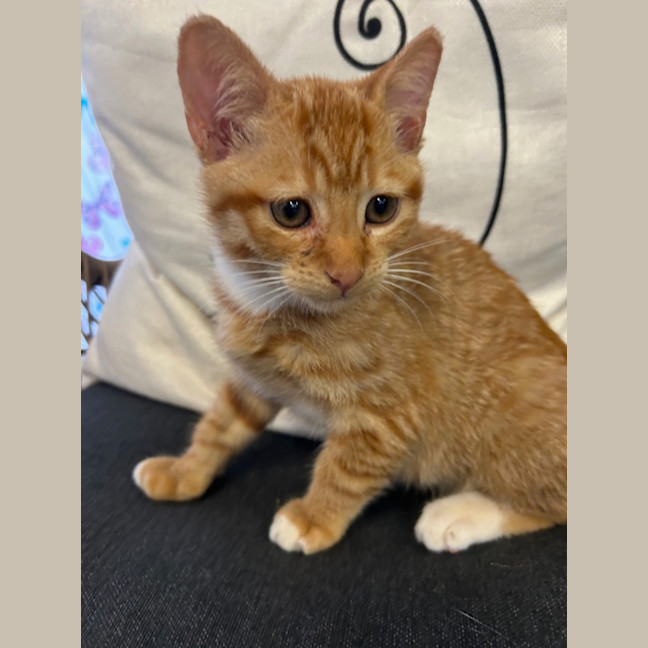 Photo of Garfield