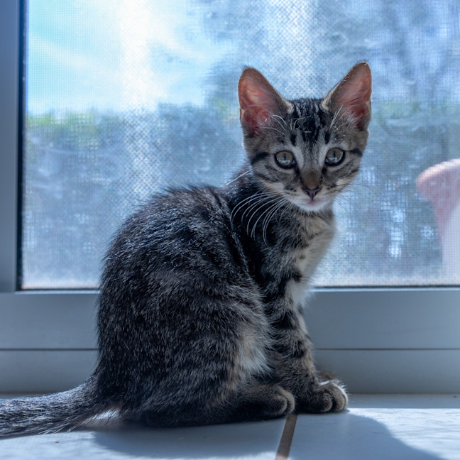 Photo of Ziggy Stardust