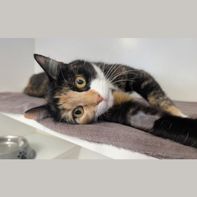 Photo of Tulip