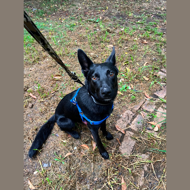 Photo of Artemis *9 Lives Project Rescue*