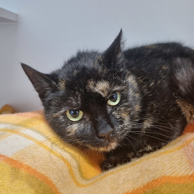 Photo of Smudge