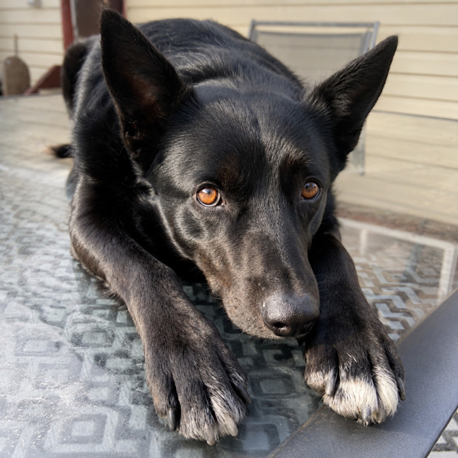 Photo of Max
