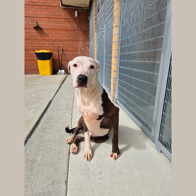 Photo of Patch! 🧩