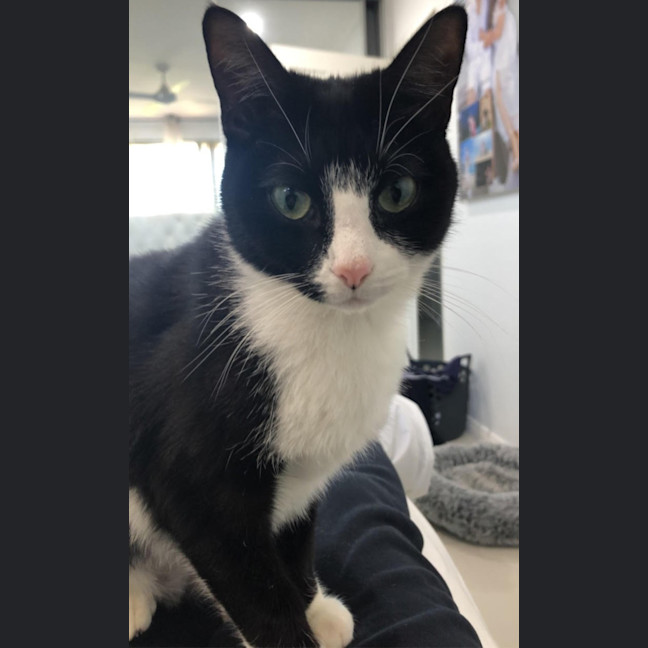 Photo of Oreo