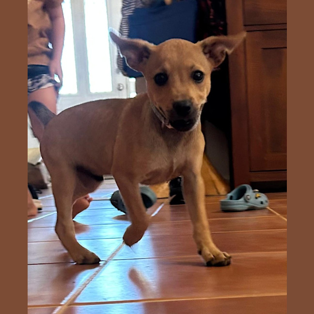 Photo of Huckleberry