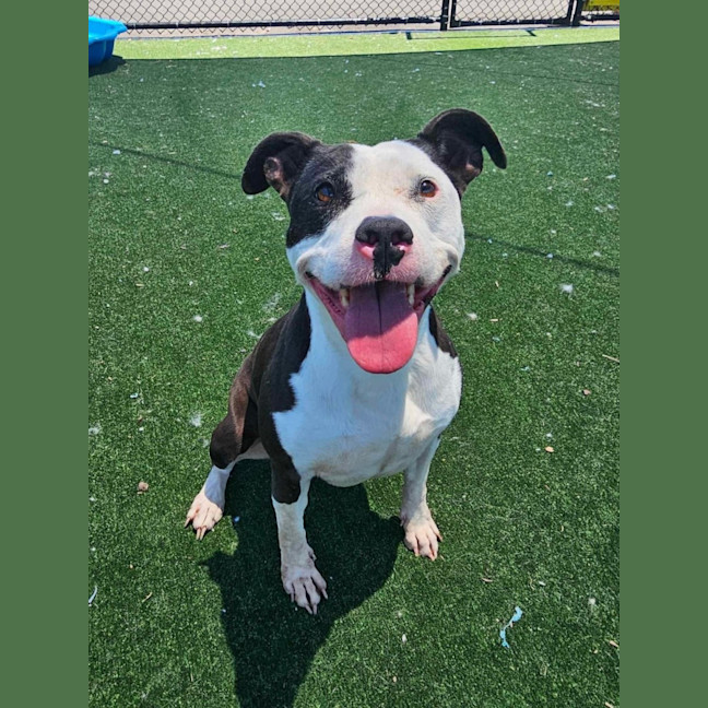 Photo of Posie Imp 2081