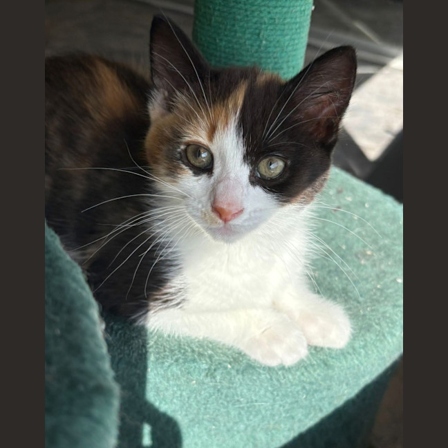 Photo of Gingerbread