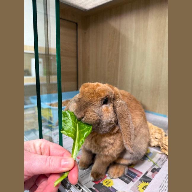 Photo of 🥗 Twitch 7043 🥗