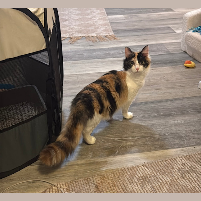 Photo of Callie