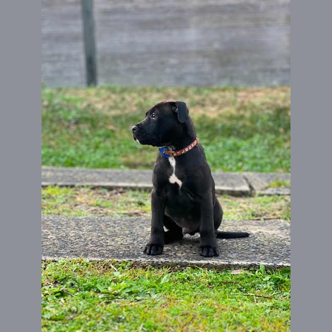 Photo of Blade   8 Week Old Staffy X