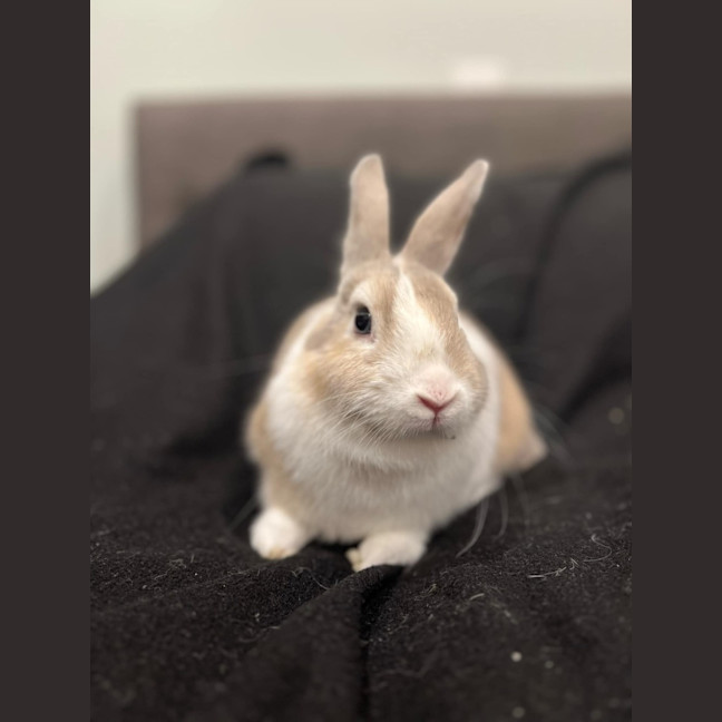 Photo of Prairie Dawn