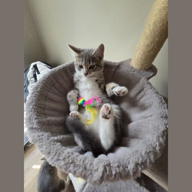Photo of Paprika