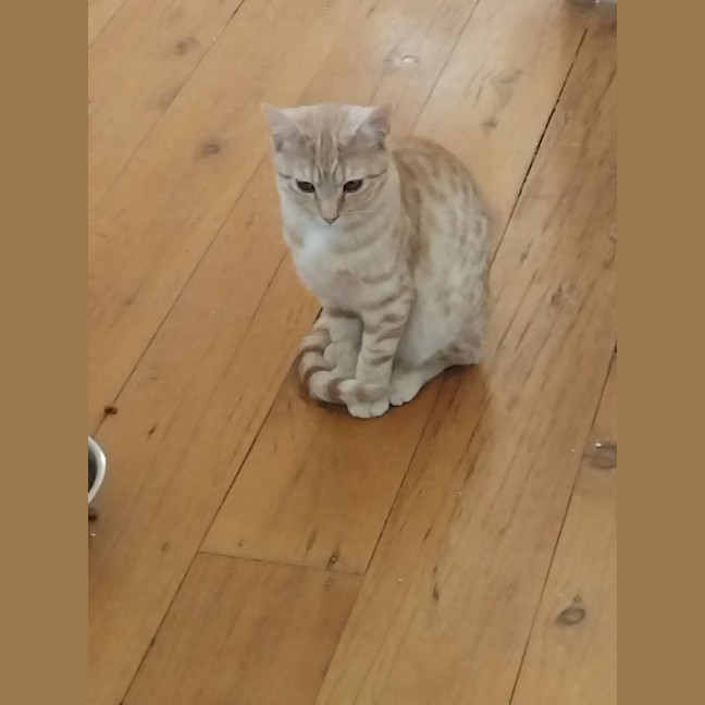 Photo of Kit