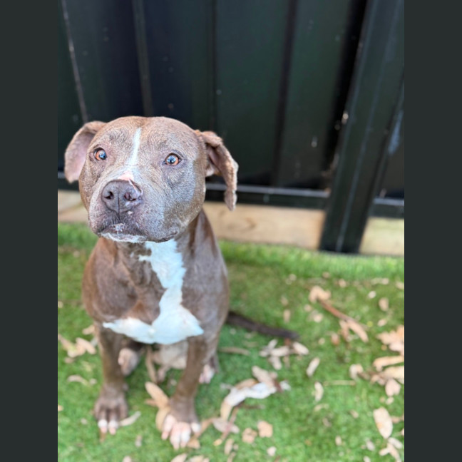 Photo of Moxie