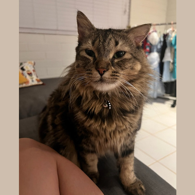 Photo of Pickles