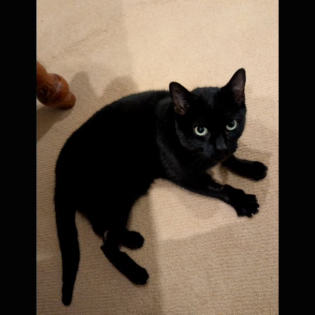 Photo of Lucy
