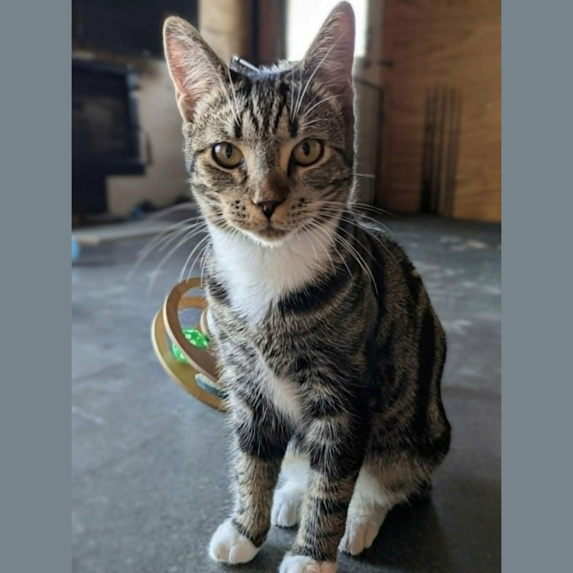 Photo of Hugo *9 Lives Project Rescue*