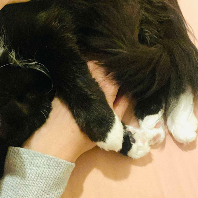 Photo of Kormos   Located In Thornbury