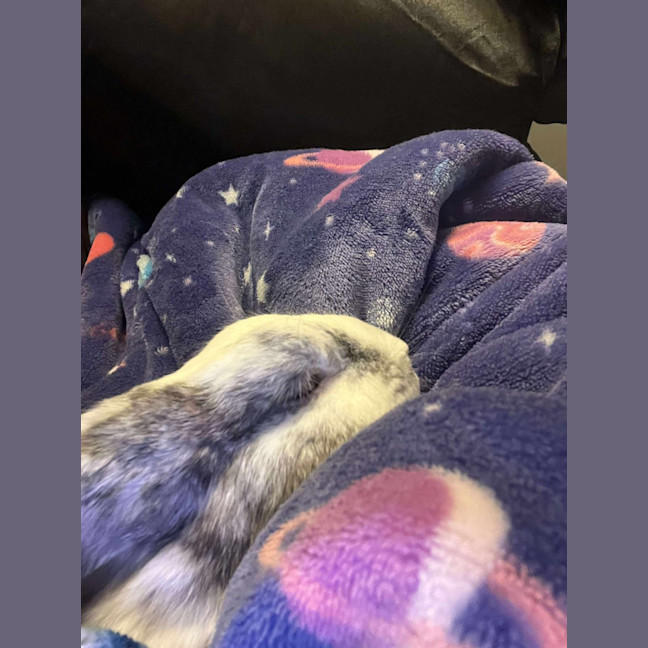 Photo of Iggy
