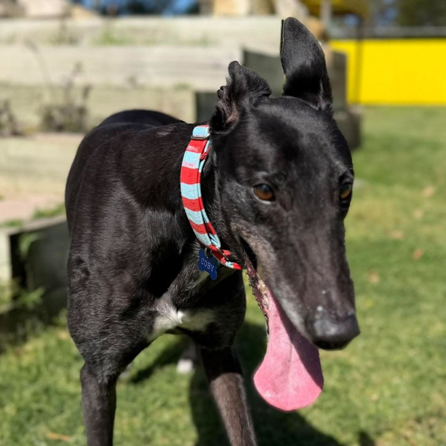 Photo of Coby The Greyhound