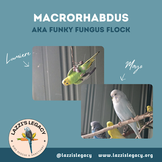 Photo of Macrohabdus (Agy, Megabacteria) Flock