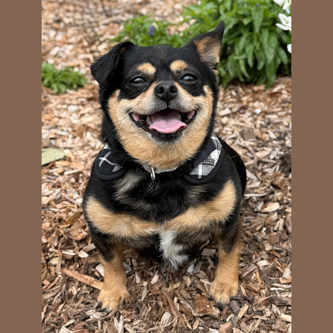 Photo of Ziggy