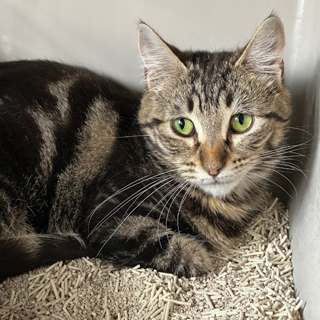 Photo of 🐭 Frankie🐭 