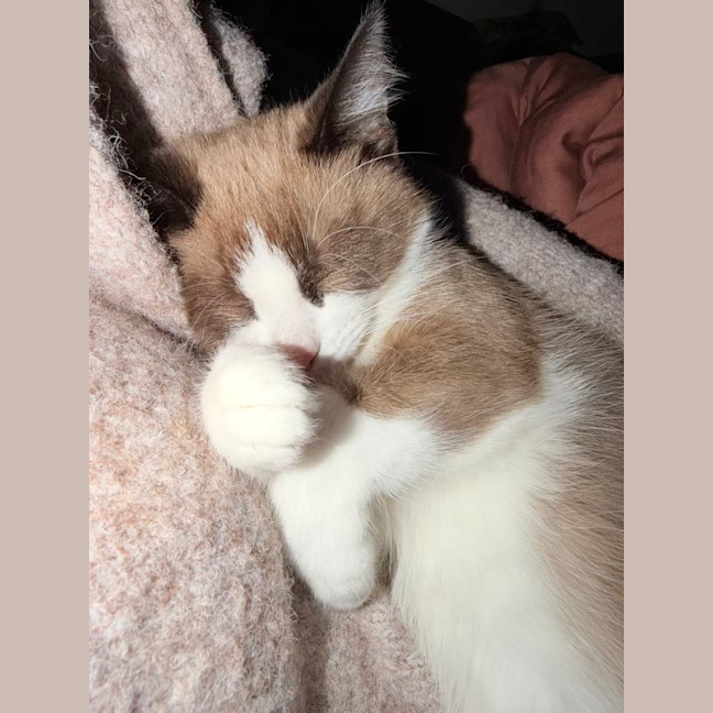 Photo of Toast