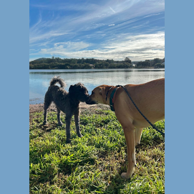 Photo of Ducky   Assisted Rehome
