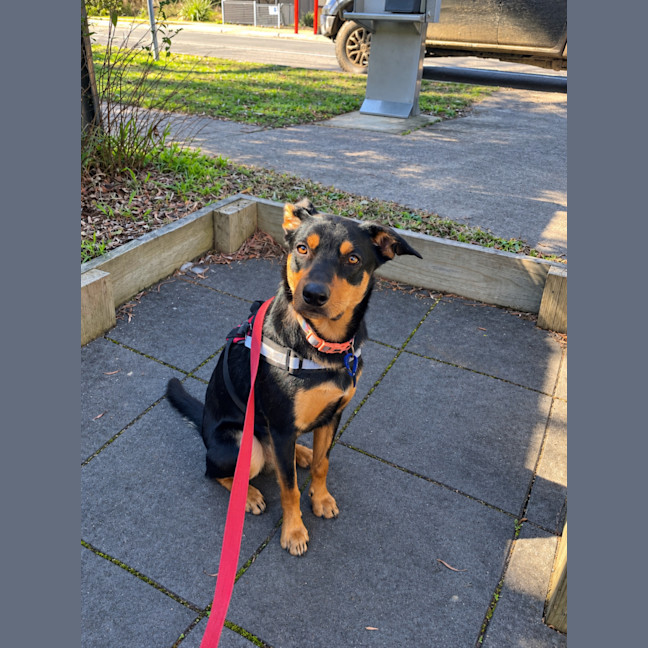 Photo of Rusty   1.5 Year Old Kelpie