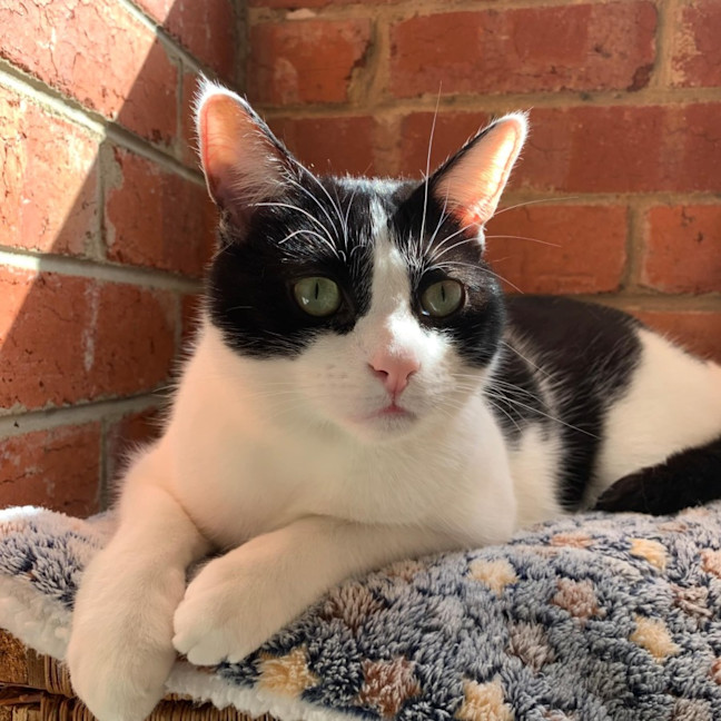 Photo of Luffy   Located In Preston