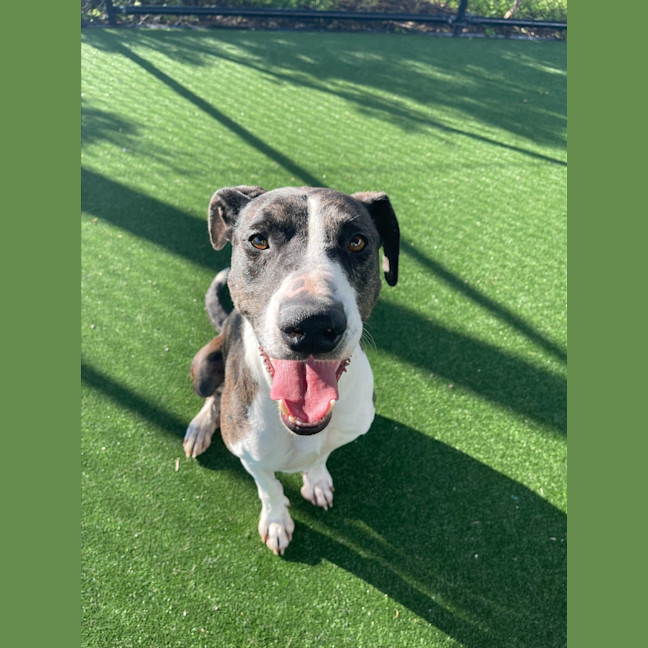 Photo of Bentley Imp 1051