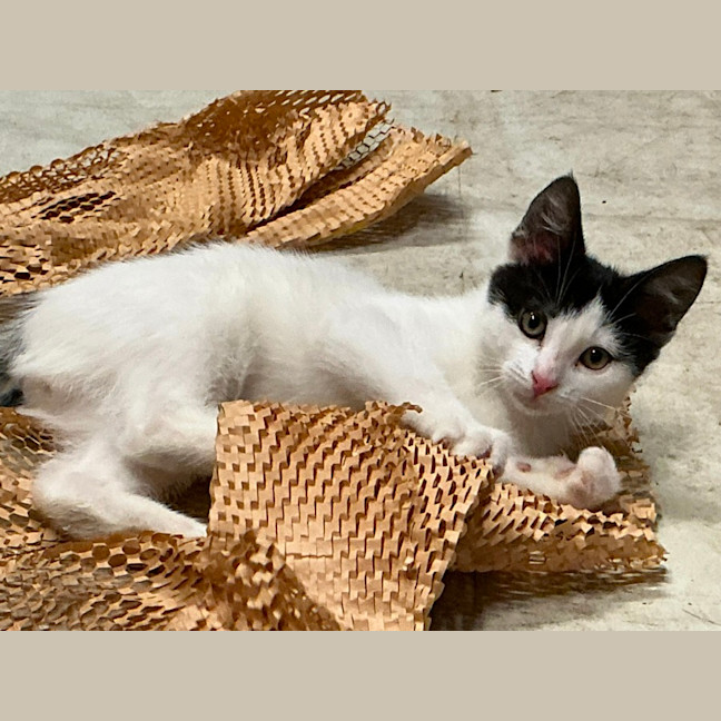 Photo of Smoochie Moo **2nd Chance Cat Rescue **