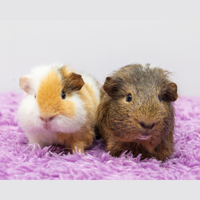 Photo of Pipsqueak