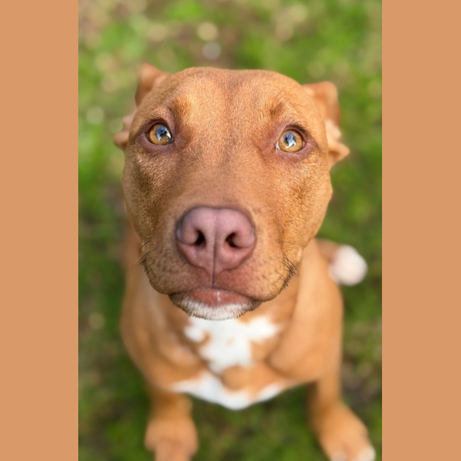 Photo of Teddy