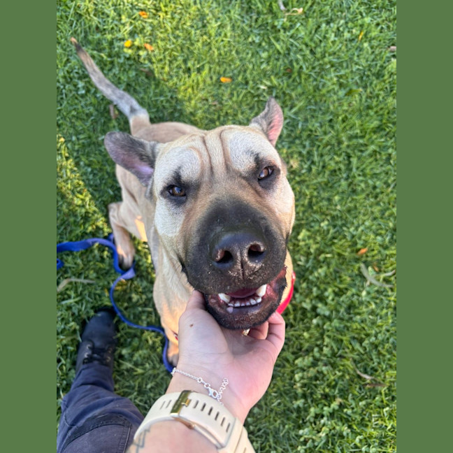 Photo of Gypsy