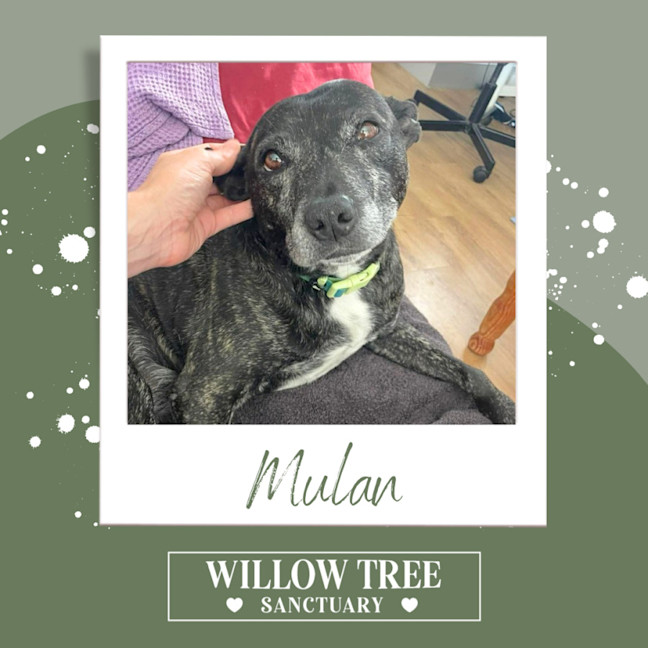 Photo of Mulan