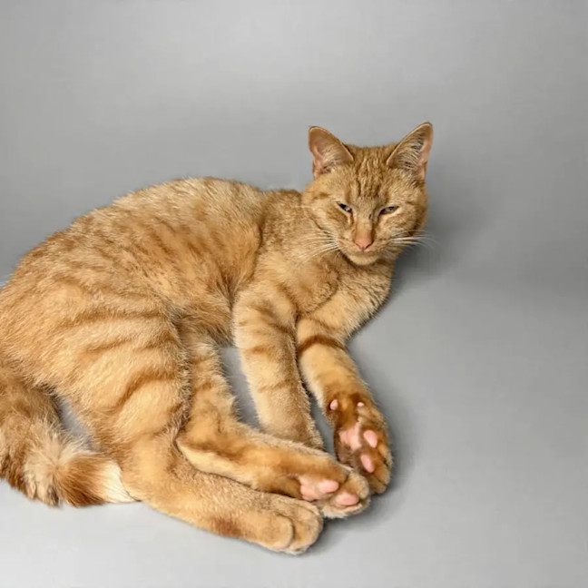 Photo of Garfield 