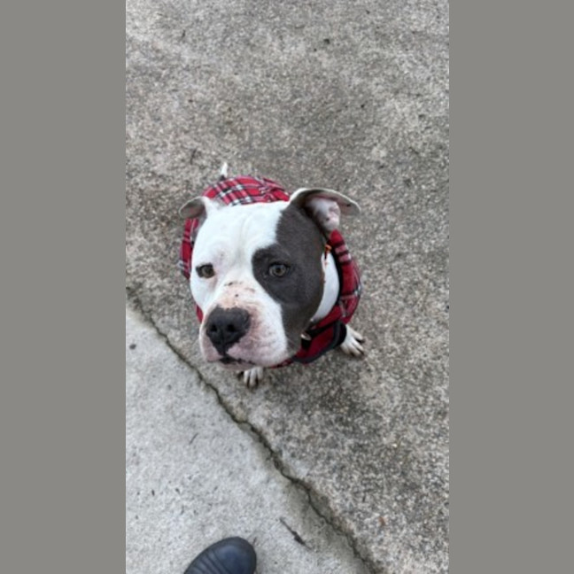 Photo of Samosa (Sammy)