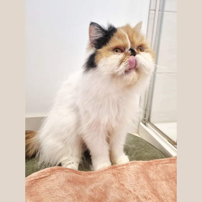 Photo of 🎩Liza Meownelli🎩