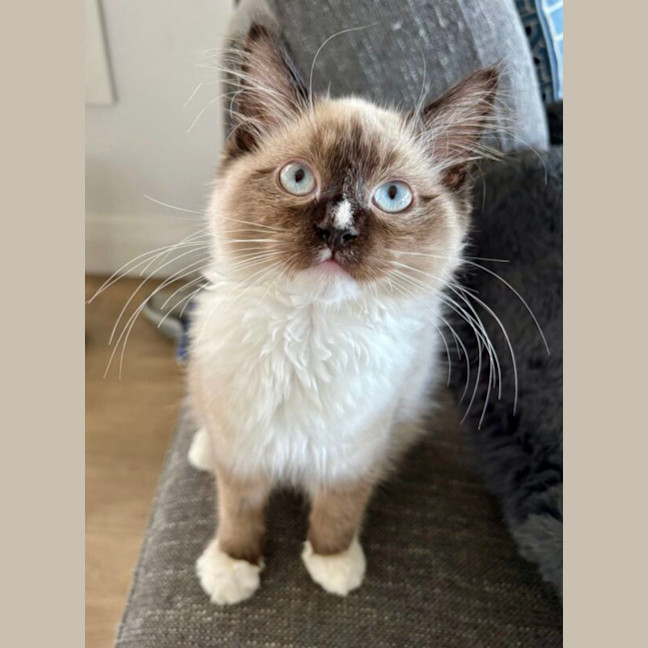 Photo of Percy
