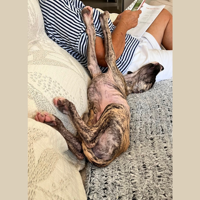 Photo of Adorable Pj