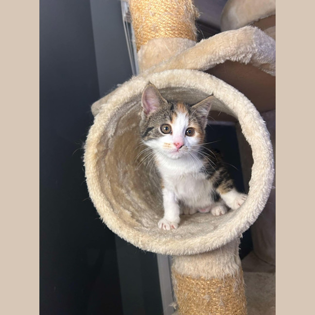 Photo of Bonnie   Located In Pakenham