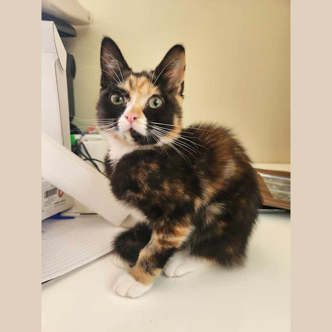Photo of Lola (Located Templestowe)