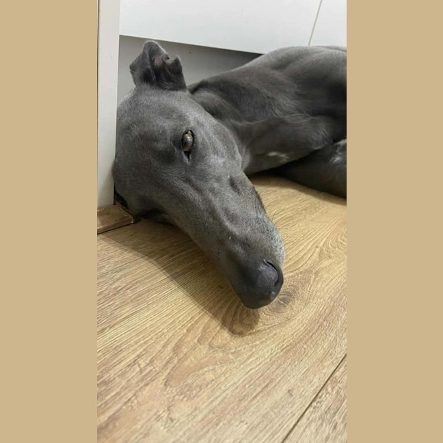 Photo of Appy, The Rescue Greyhound