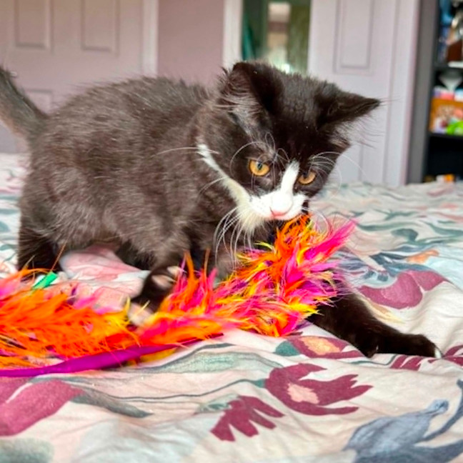 Photo of Chloe   In Foster Care In Healesville